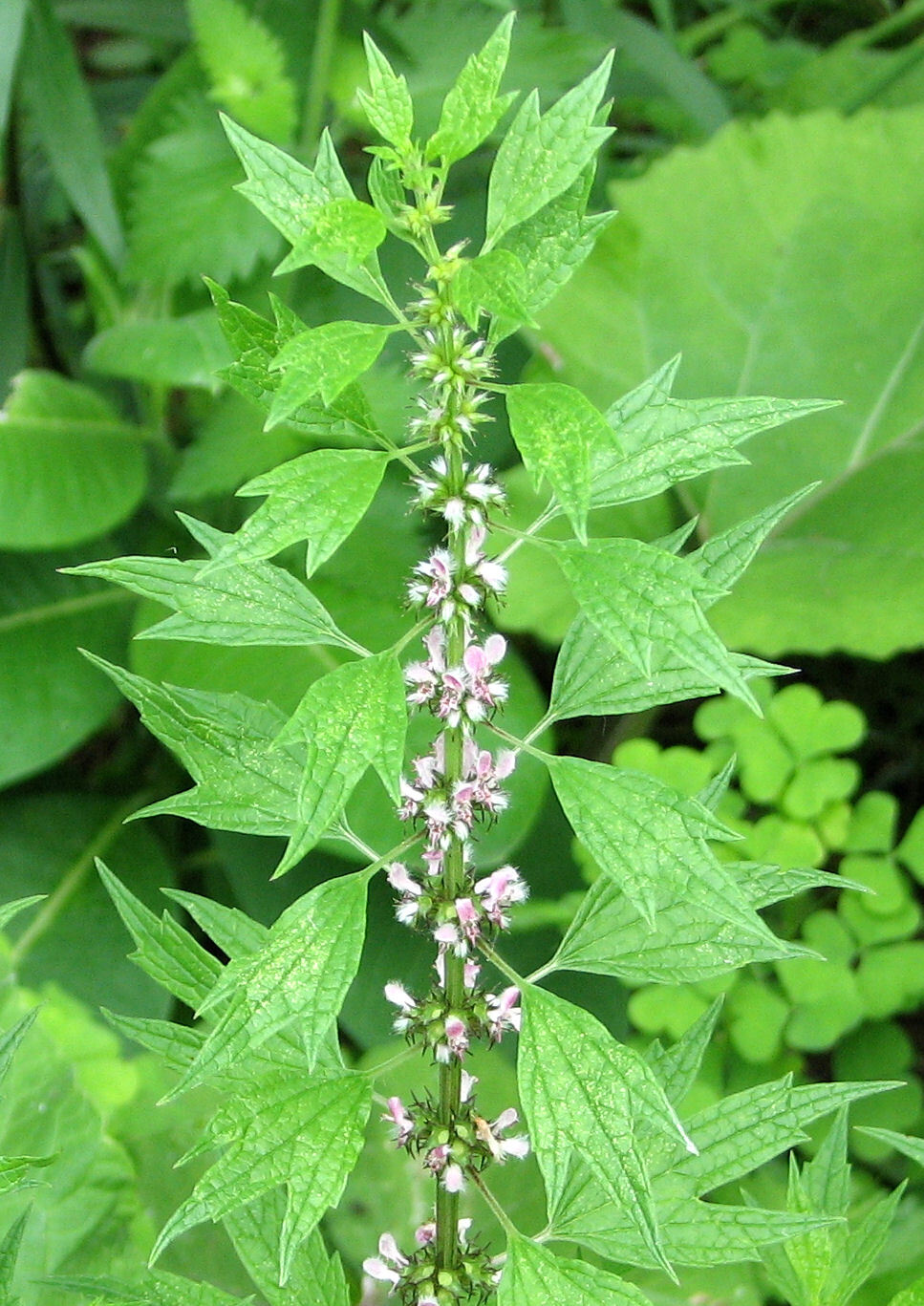 150 Leonurus cardiaca Seeds – Motherwort Seeds – Medicinal Herb – Beautiful