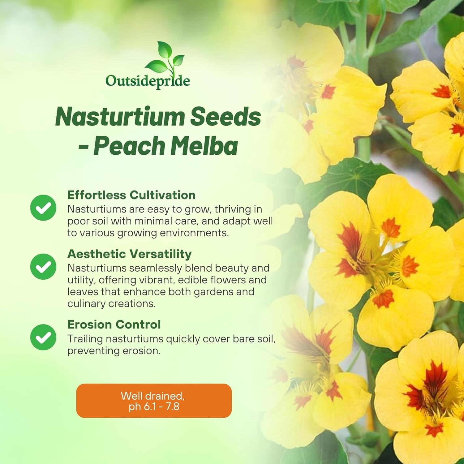 400 Seeds Tropaeolum Nasturtium Peach Melba Vining Flower Seeds