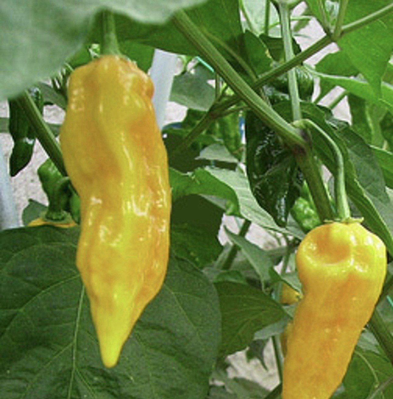 5 Brut Jolokia Yellow Pepper Plants