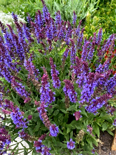 100 Seeds May Night Purple Salvia Meadow Sage Ornamental Perennial +gift