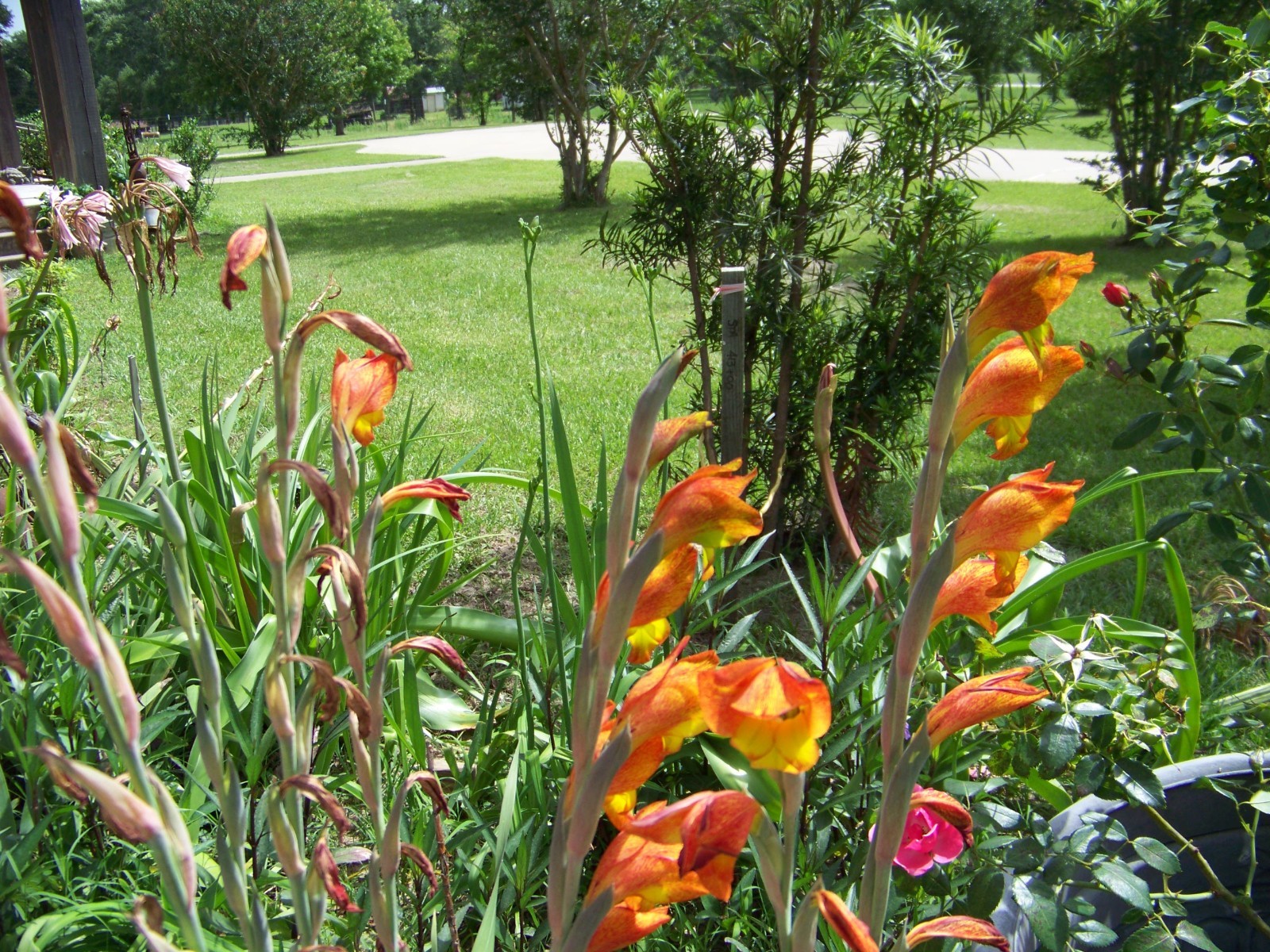 25 Flower Bulbs – Amaryllis, Daylilies, Crinum lilies, Iris, Gladiolus, & More