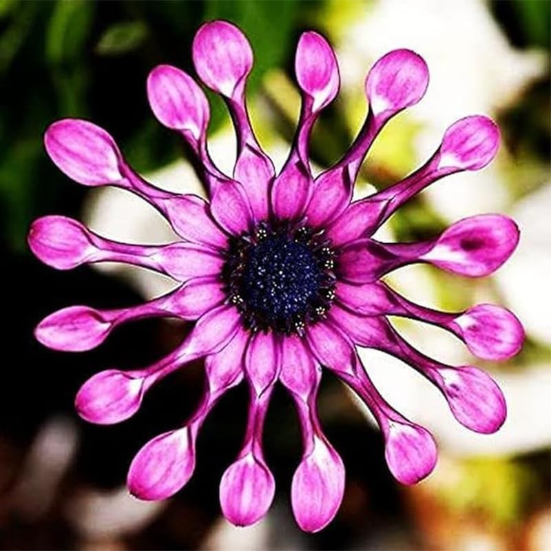 145+ Rare Perennial African Rare Daisy Flower Seeds for Planting Outdoor-Non-GMO