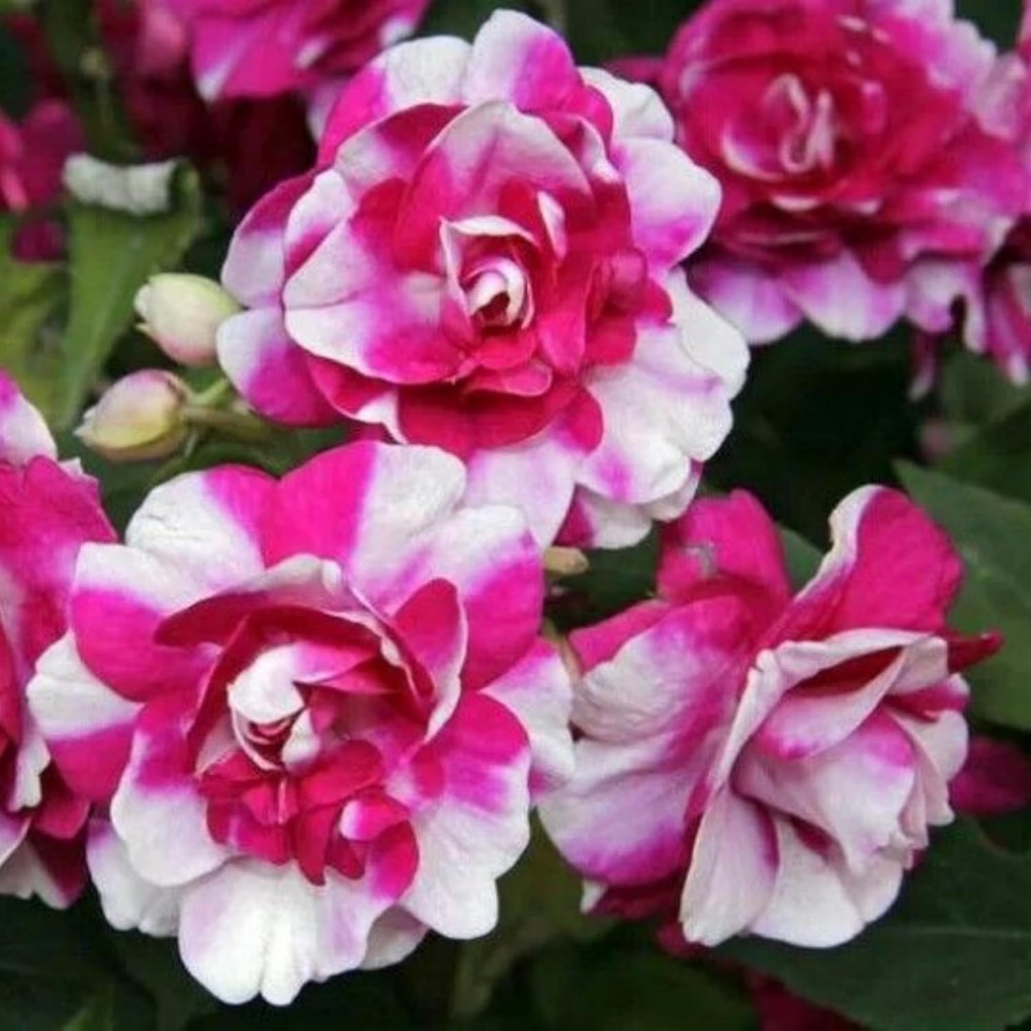 350+ Double Impatiens Seeds for Planting Perennial Annual Mixed Camellia