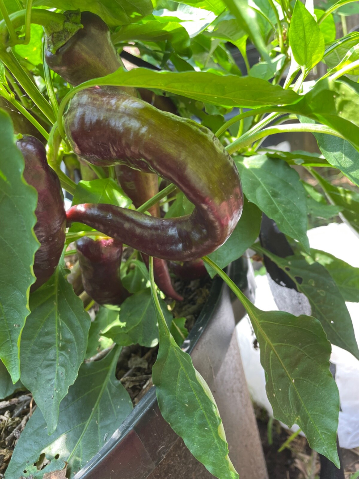 30 Marconi Purple Pepper Seeds Heirloom NON-GMO Open Polinated