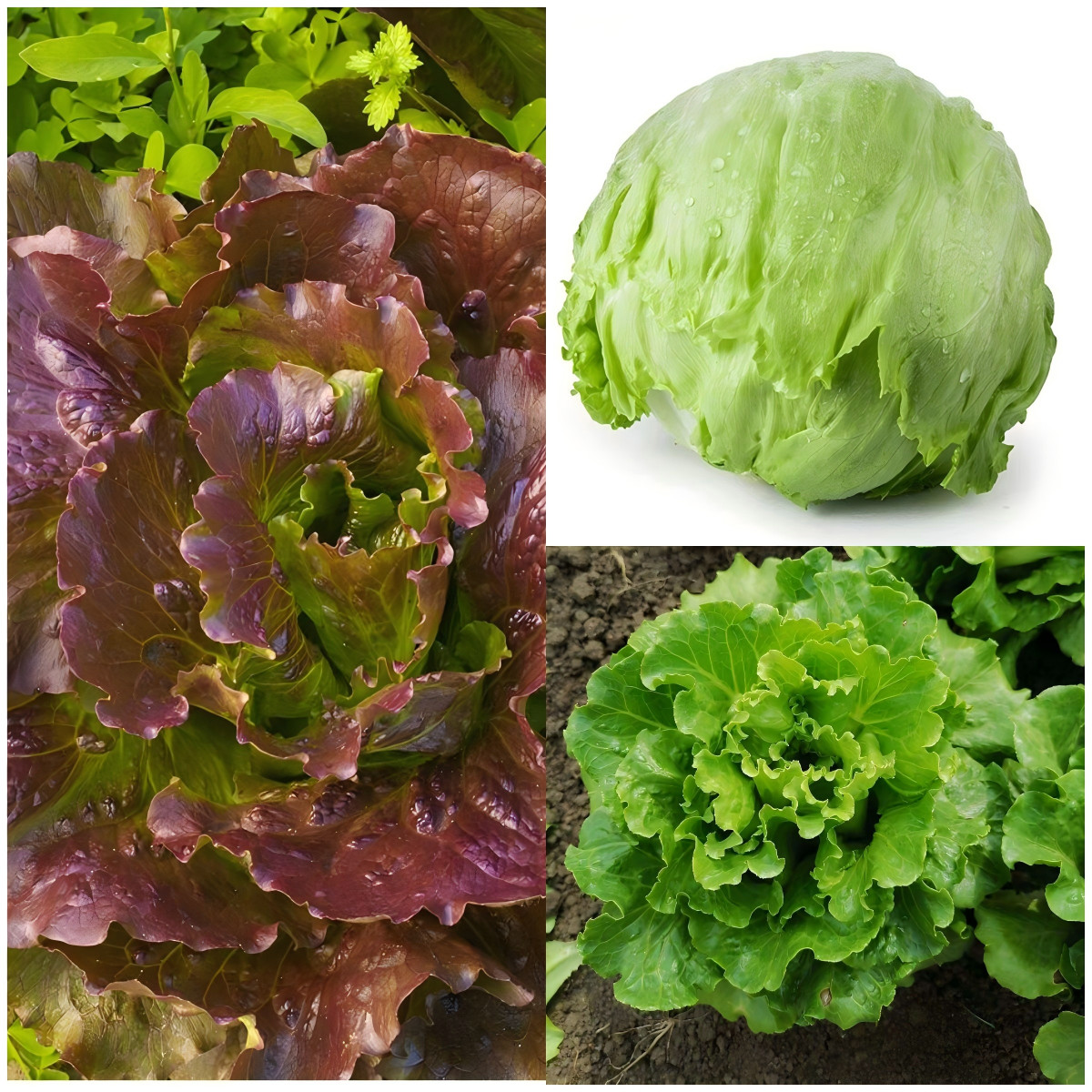 16 Varieties Fall Vegetable Seeds Over 20,000 Seeds