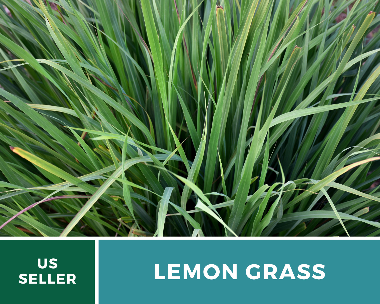 Lemon Grass – 100 Seeds – Culinary & Medicinal Herb (Cymbopogon Flexuosus)