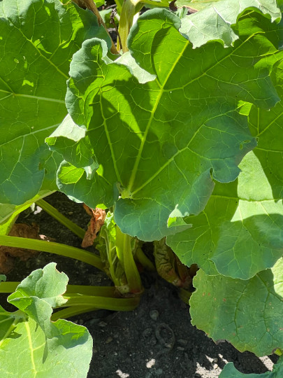 50 Perennial Victoria Rhubarb Seeds zone 3-9