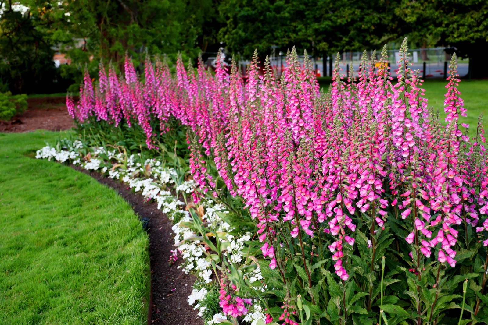 1000 PINK FOXGLOVE Digiitalis Purpurea Flower Seeds