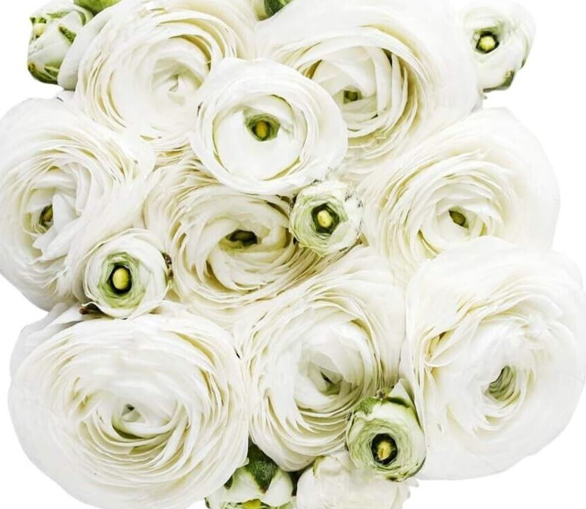 25 White Ranunculus Bulbs Peony Rose look Cut Flowers Buttercup Florist Wedding