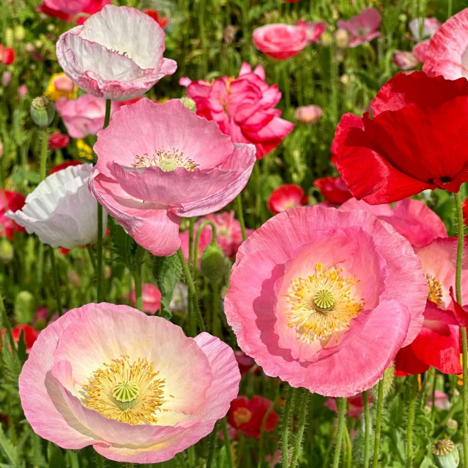 1000 Shirley Poppy Seeds – Pink & White Papaver rhoeas for Garden Zones 3–9