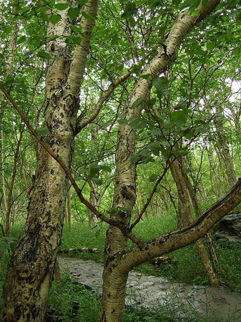 1-1000 PCS Japanese White Birch Tree Seeds Betula Platyphylla Japonica BS 0170