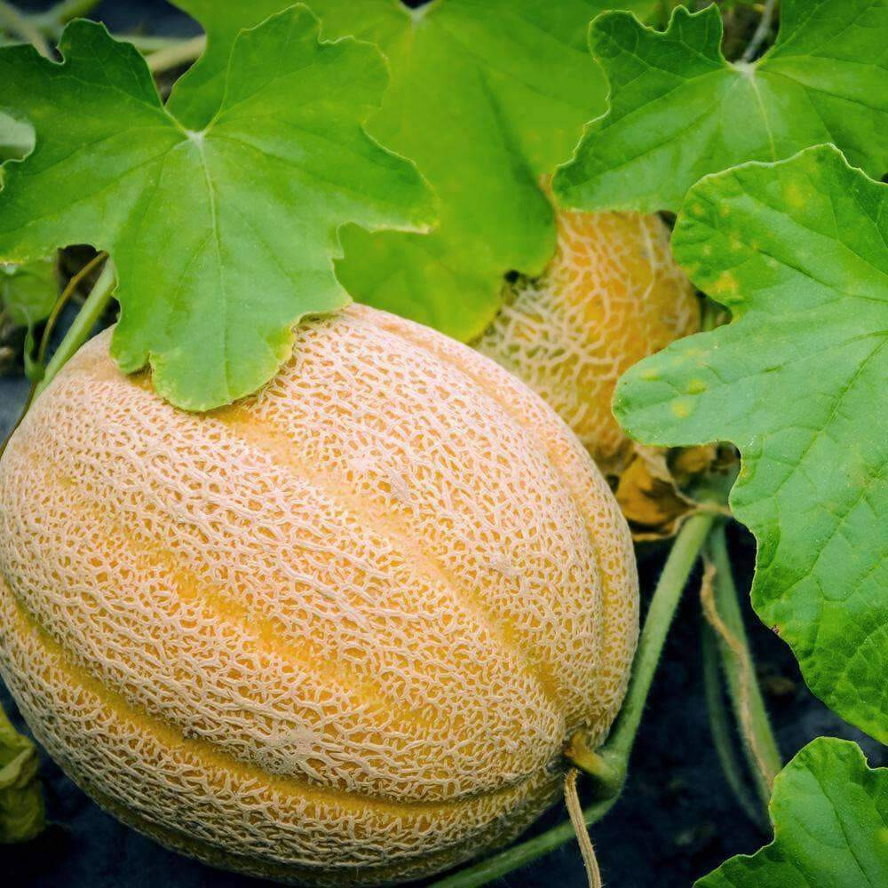35 HALES BEST CANTALOUPE MELON SEEDS ~ heirloomseedguy ~ NON-GMO ~ 2026