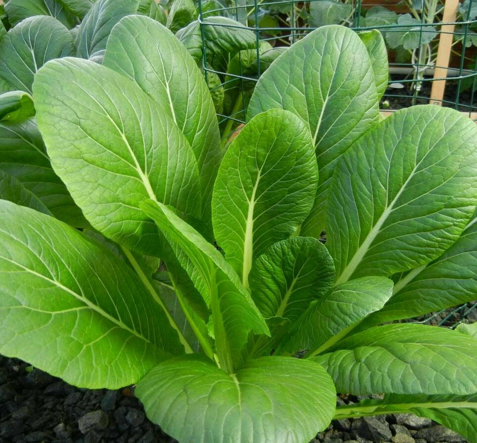 Komatsuna Mustard Spinach Seeds | Japanese USA Asian Chinese Greens Seed 2024