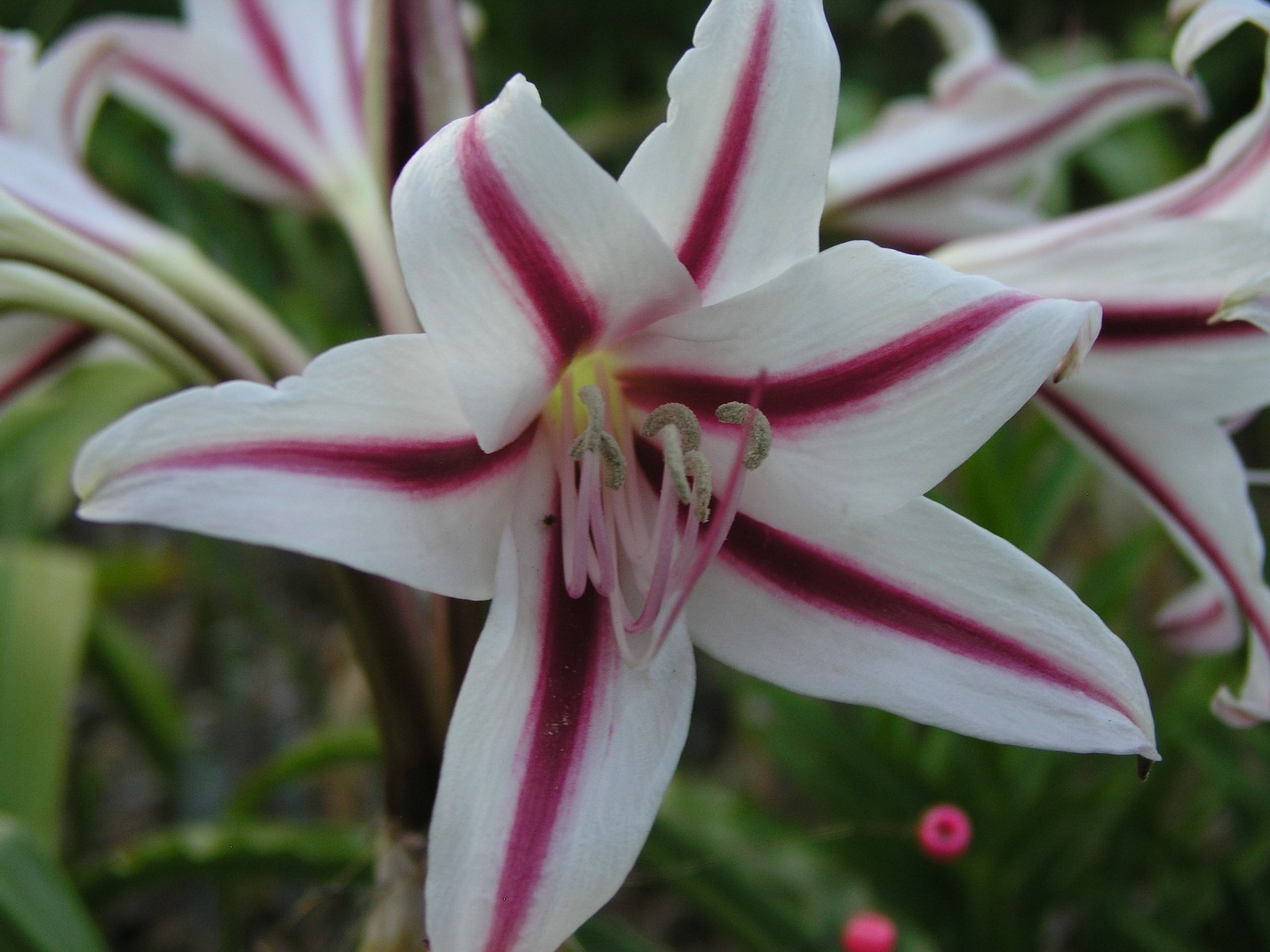 Crinum Lily, scabrum Margie Brown, large, near blooming-size bulb, NEW, RARE