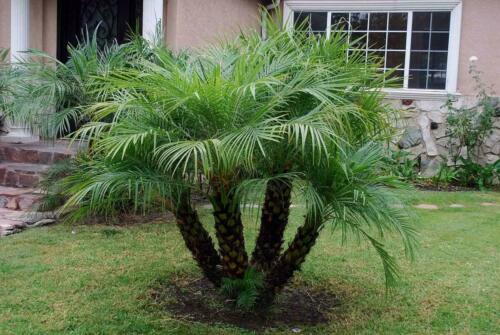 25+ Pygmy Date Palm Phoenix Roebelenii seeds FRESH newly harvested , 2025