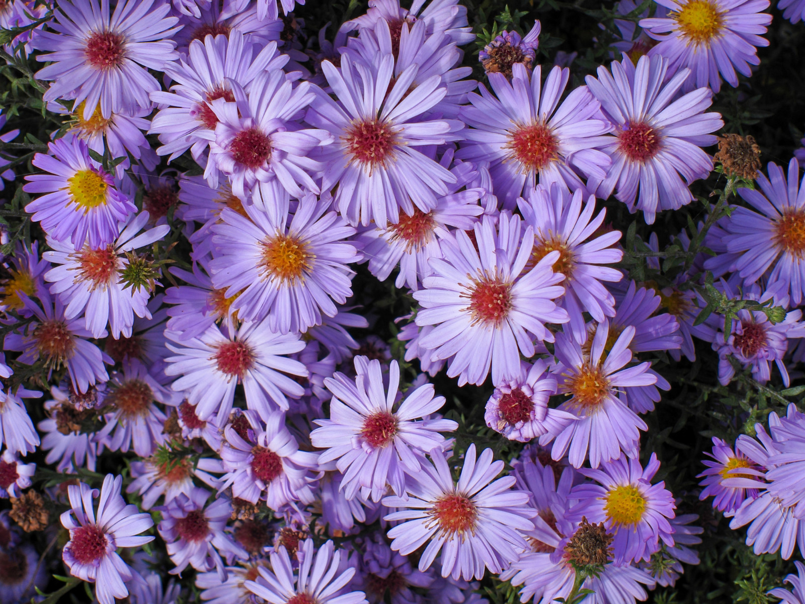 100 Seeds| Swan River Daisy Mix Seeds #N014