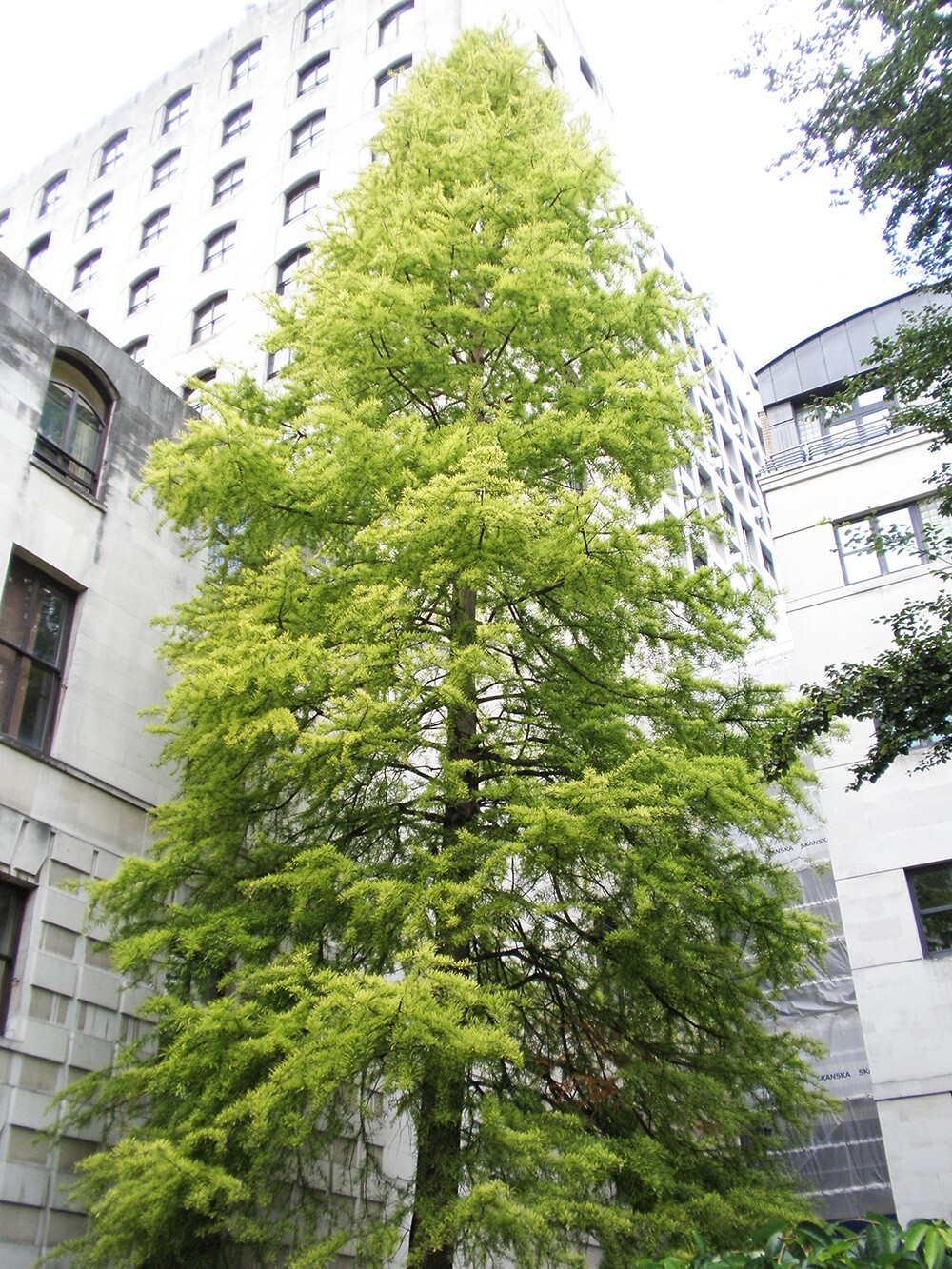 Southern Bald Cypress Tree | Premium Seeds | Taxodium distichum ‘Fall’ | Plants’