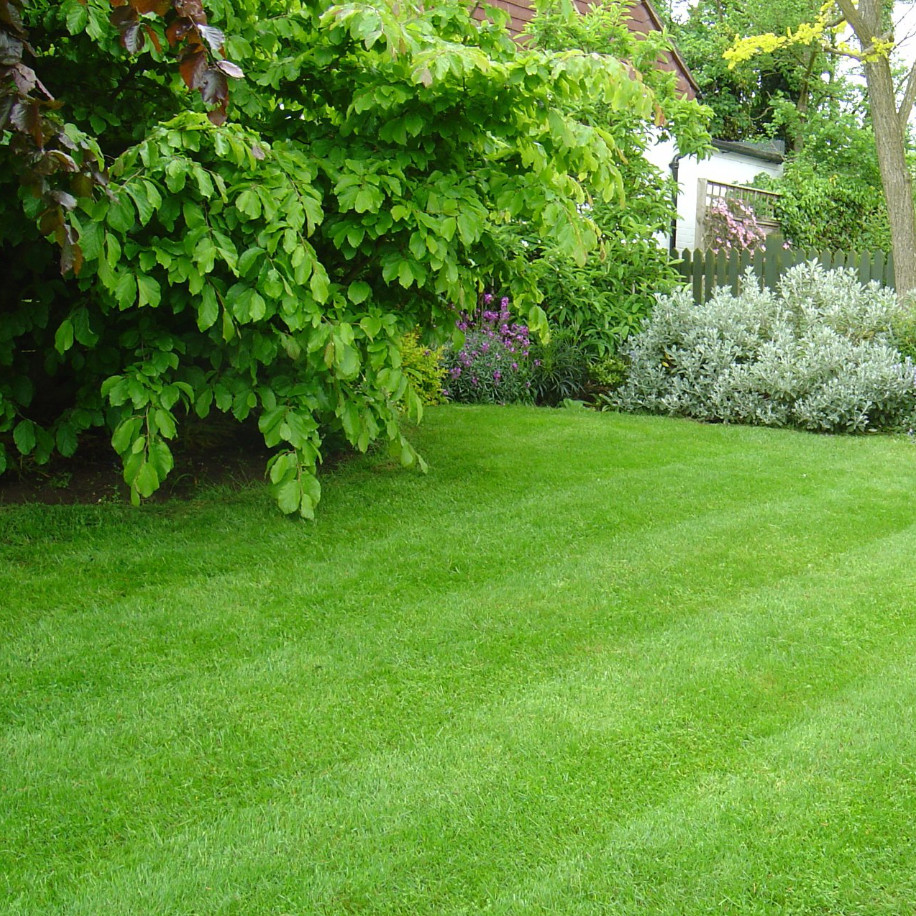 5lbs Smart Patch Zenith Zoysia Grass Seed Mix, Zenith Grass Seeds for Lawn
