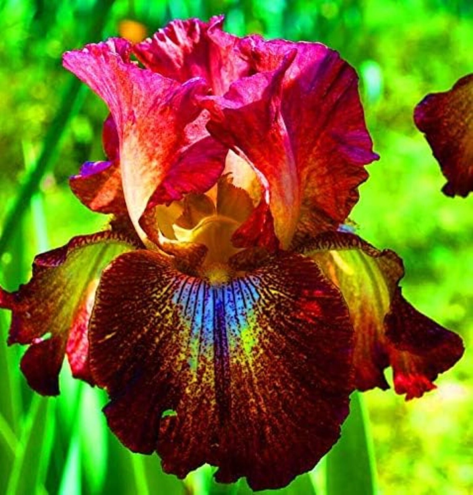 50 Heirloom Iris Seeds Fragrant Flower Plant (much less money than bulbs)