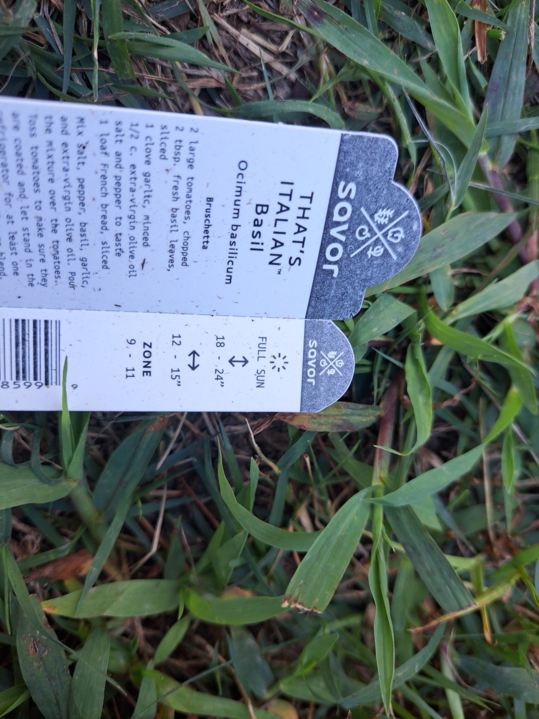 Italian Basil Seedlings, Total 12 Count Bareroots
