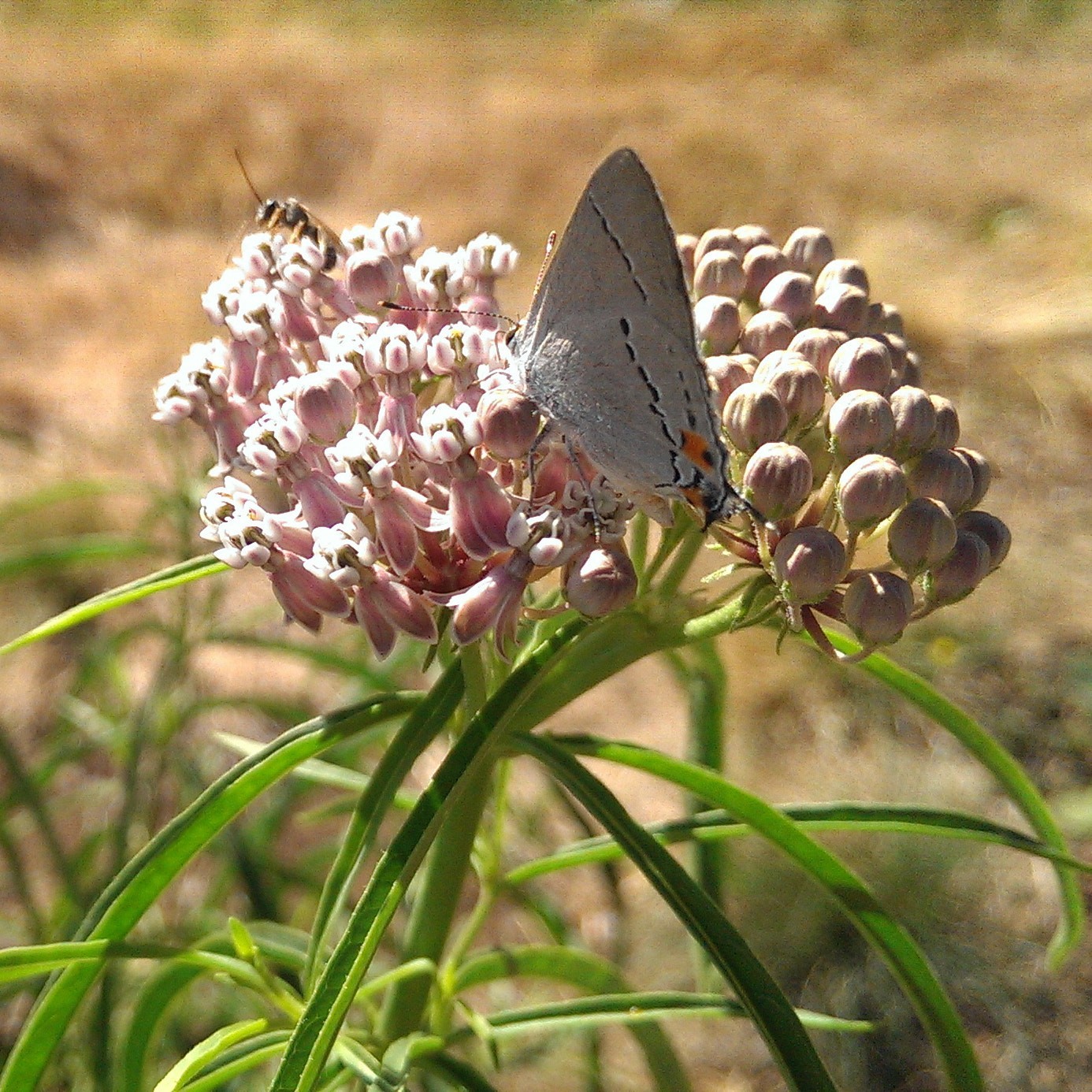 Narrowleaf Milkweed Seed for Butterfly Gardens California Native Wildflower Seed