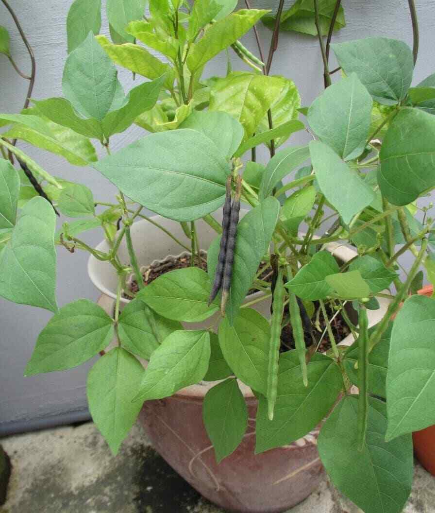 Organic Mung Bean Seeds – Sprouting Microgreens or Garden Plant – NON – GMO 2024