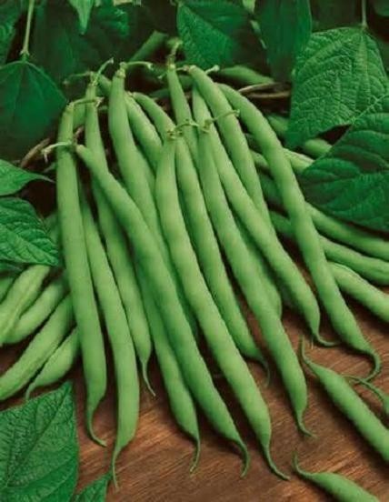 KENTUCKY WONDER BUSH Bean Seeds, Heirloom Seeds – NON GMO, A kitchen favorite.