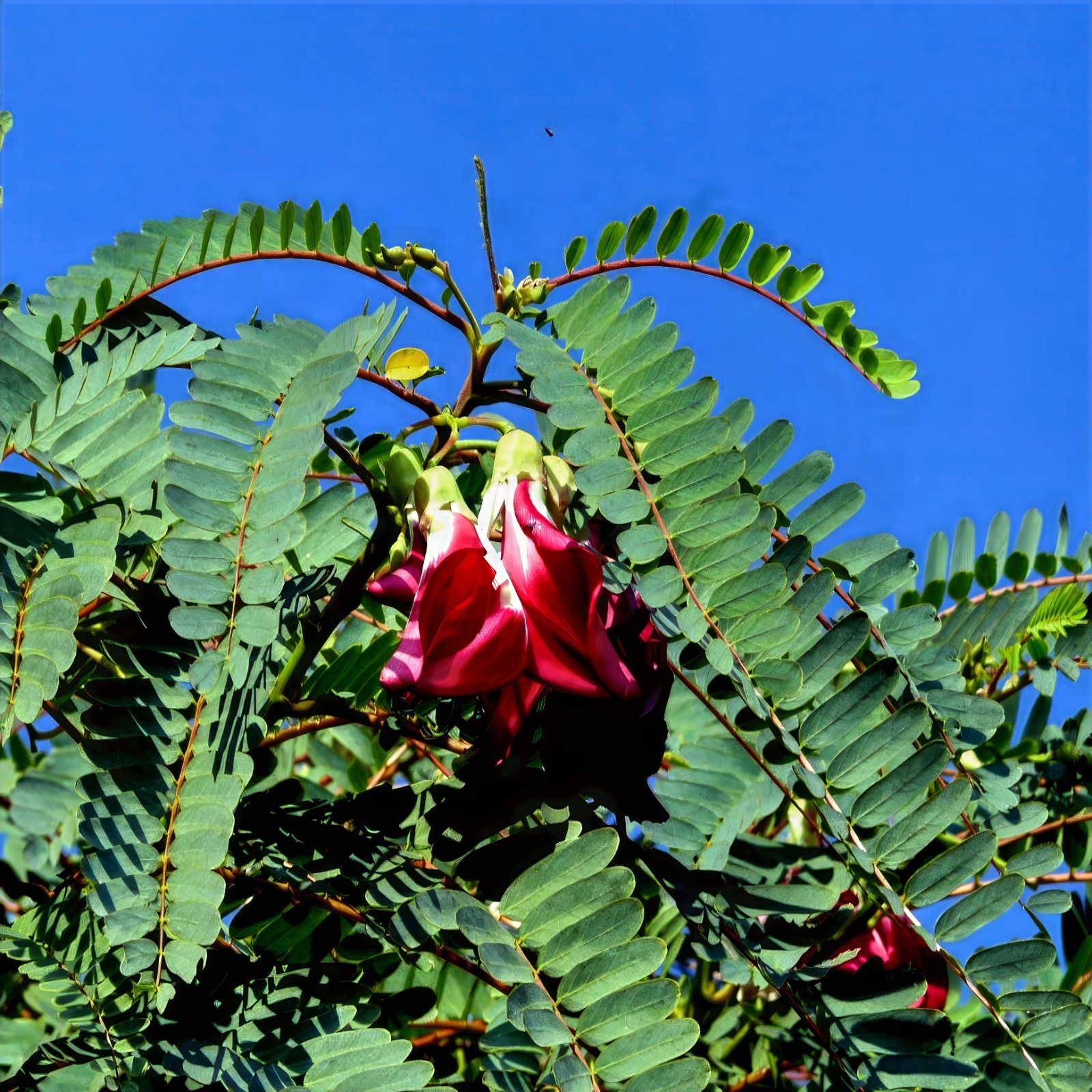 20 Hummingbird Tree Seeds (Sesbania grandiflora) “Agati” Flower Plant Fast RARE