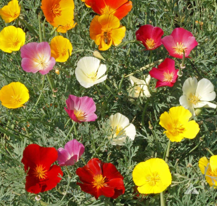 Landscaper’s DRY AREA BLEND Wildflower Mix w/Perennials Non-GMO 5000 Seeds!