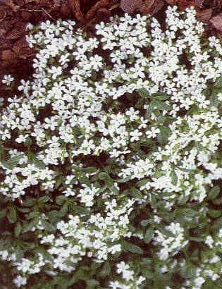 Saponaria ocymoides Snow Tip 100 seeds
