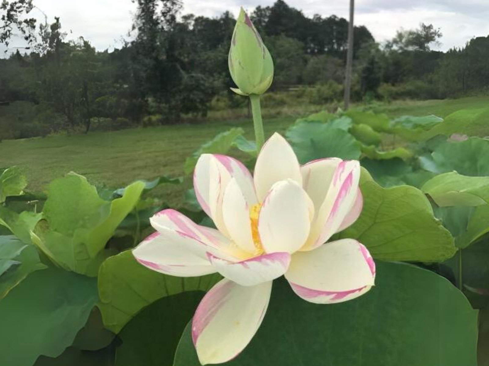 5 Rare Seeds| Empress Lotus Seeds – Indian Lotus (Nelumbo nucifera) Seeds