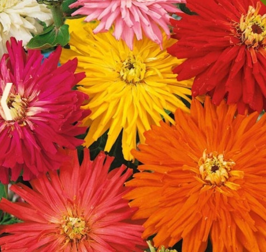 100+ Giant Cactus Zinnia Mix Seeds **Fresh Seeds** ~~Free Shipping~~