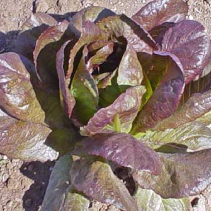 lettuce, RED CIMMARON, salad greens, ROMAINE, 500 seeds! Made in US USA GroCo