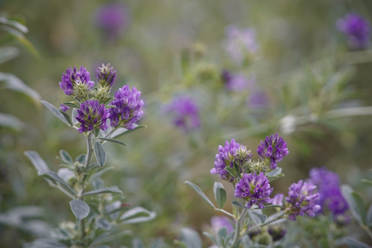 Alfalfa Seeds for Planting – High-Yielding Forage Crop, Nitrogen-Fixing NON-GMO