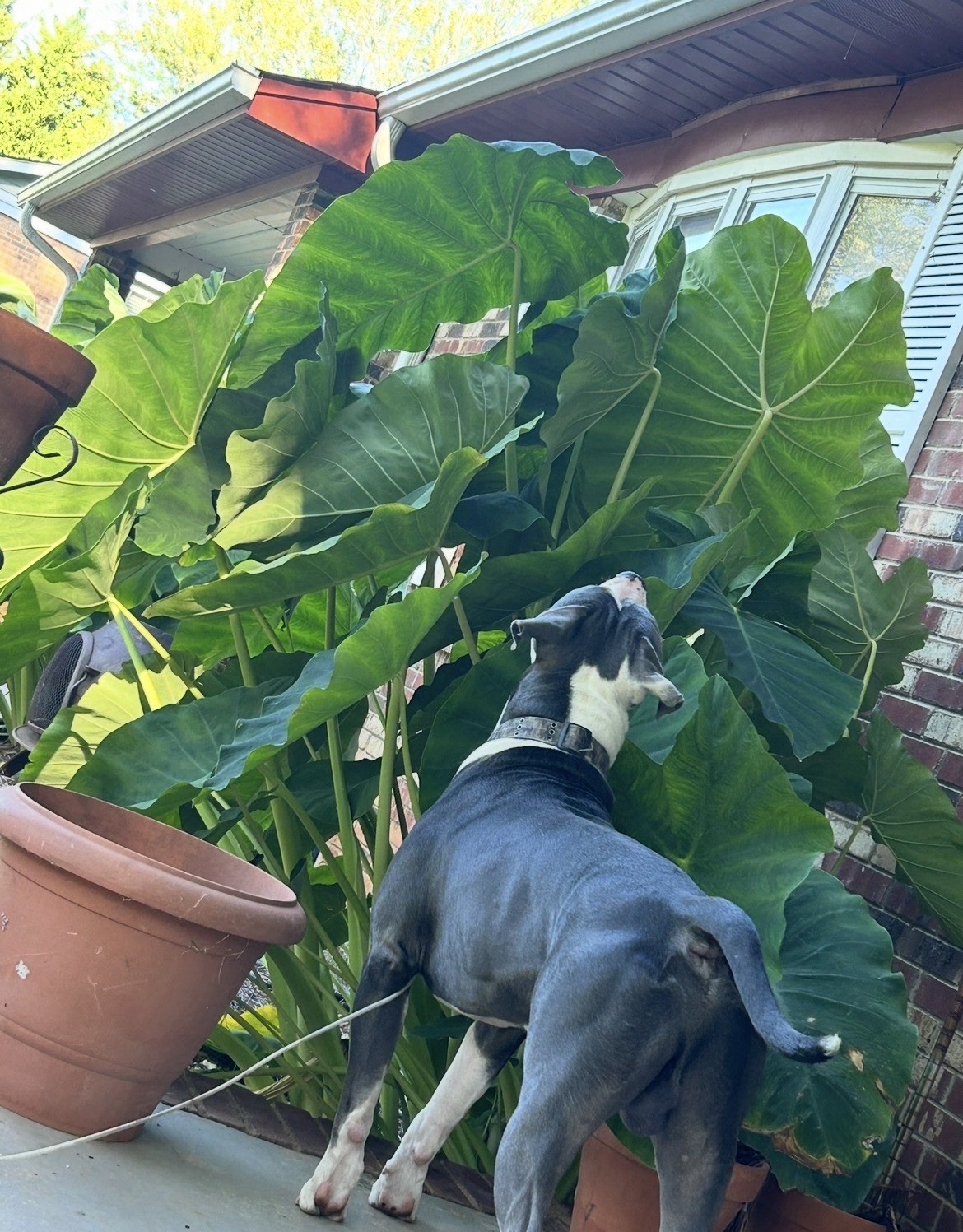 Mammoth Elephant Ears Bulb Huuuuuge Plants (Colocasia esculenta)