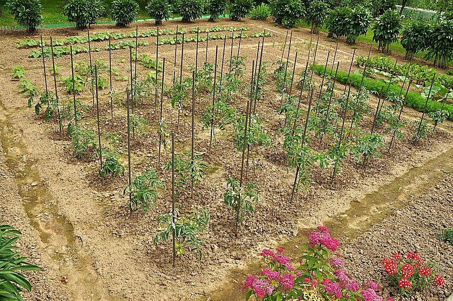 NON GMO HEIRLOOM VEGETABLE SEED YOU CHOOSE OVER 90 VARIETIES GROW YOUR OWN FOOD!
