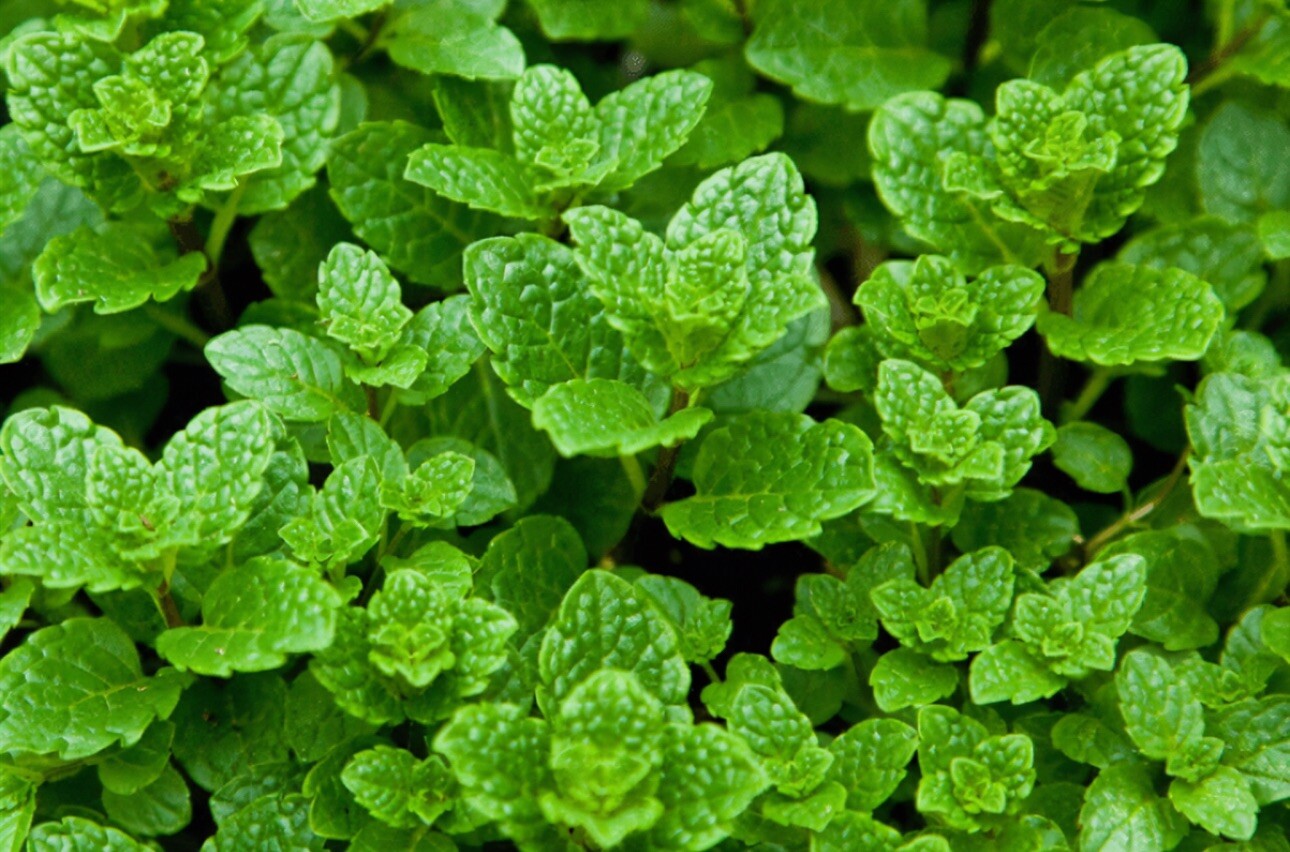 10x Rau Húng Lủi Có Rể – Vietnamese Peppermint Mint Plants With roots