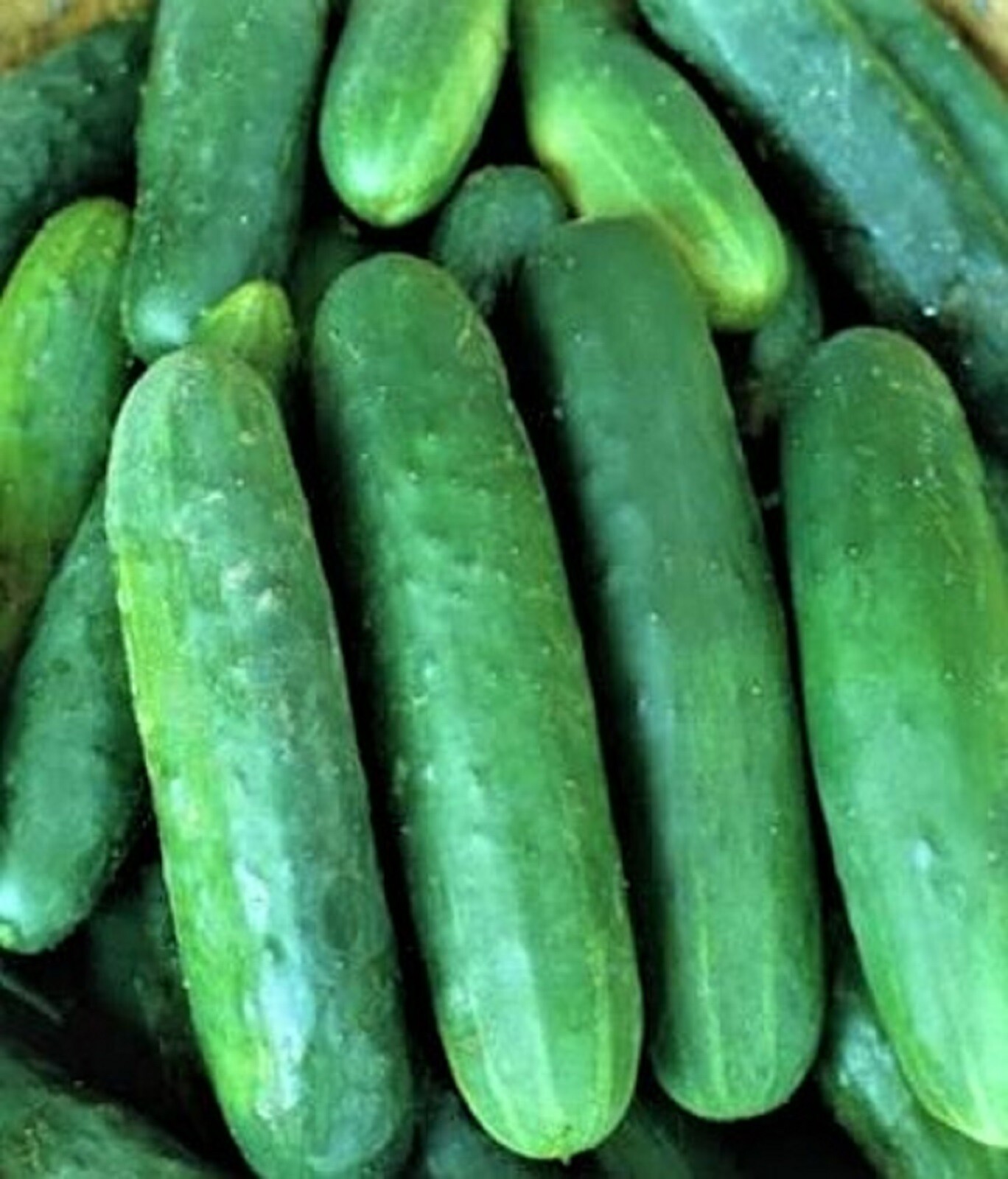 Poinsett 76 Cucumber Seeds 60+ SEEDS NON-GMO –BUY 4 ITEMS FREE SHIPPING