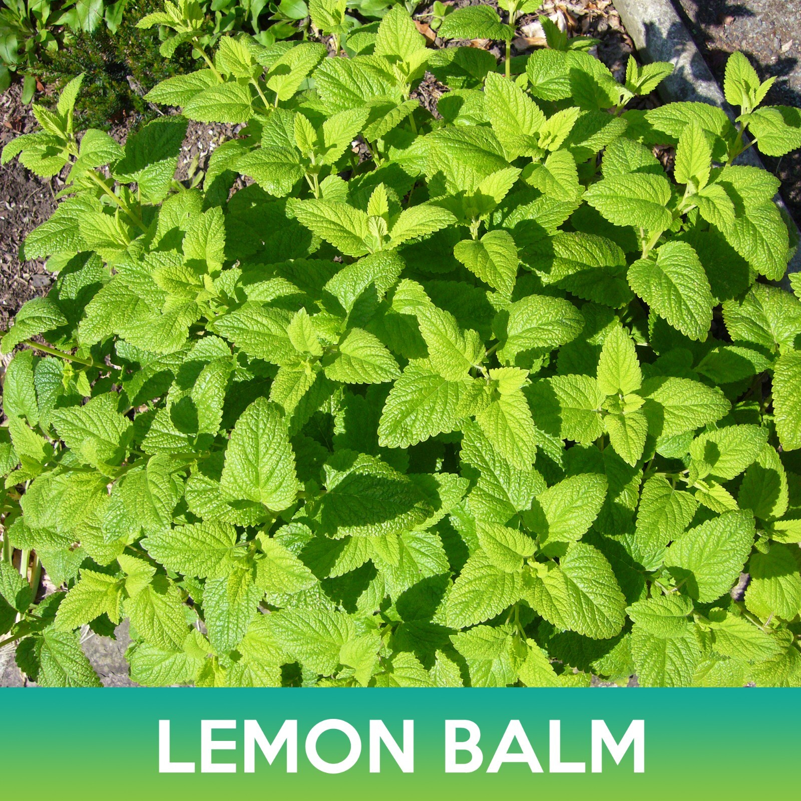 Lemon Balm Seed, Melissa Officinalis