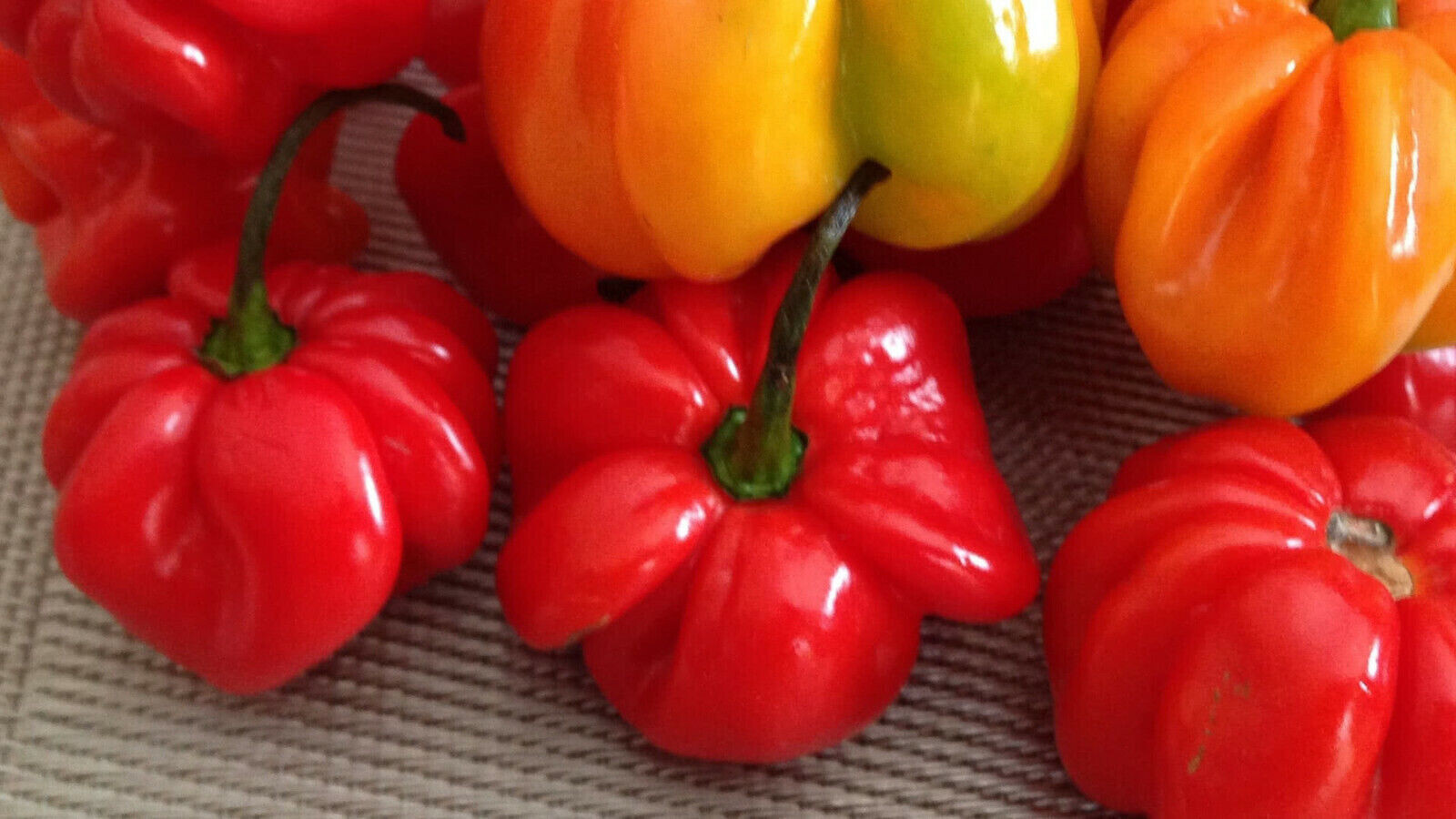 SCARBOROUGH SEEDS Habanero Caribbean Red Pepper 100 SEEDS-FREE SAME DAY SHIPPING