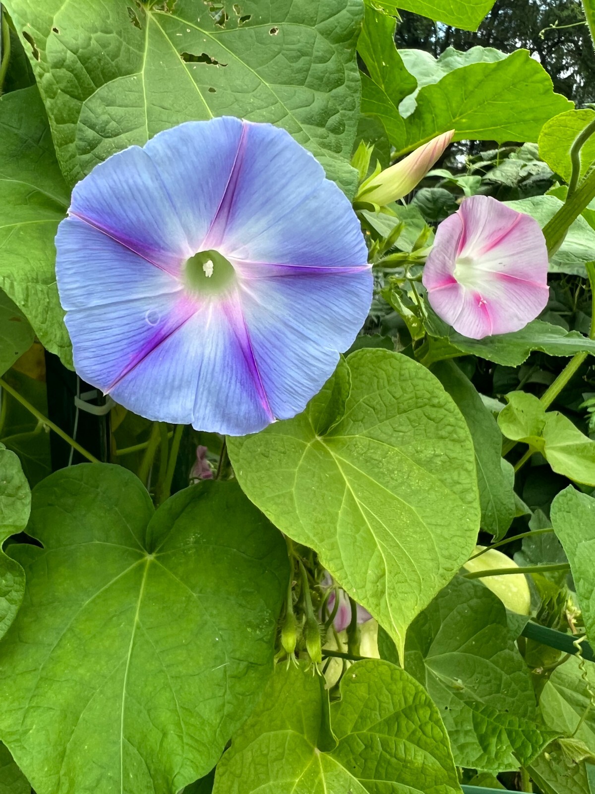 Morning Glory Vine Seed Mixed Colors – Heirloom Non-GMO