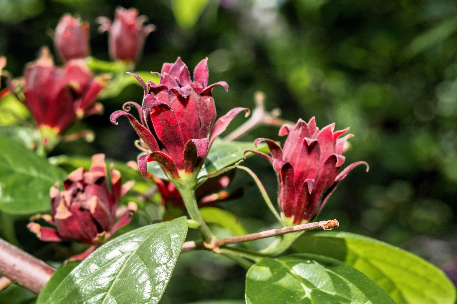 10 SWEETSHRUB Carolina Allspice Fragrant Calycanthus Floridus Shrub Flower Seeds