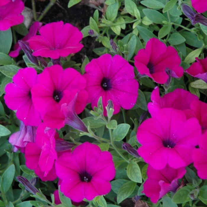 SHAKERSNC Petunia Various Seed Collection – 10 Seeds Per Package $5.50