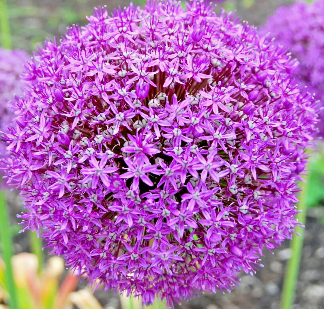 100 Giant Onion Seeds (Allium giganteum) Annual Flower Edible Herb Plant Seeds