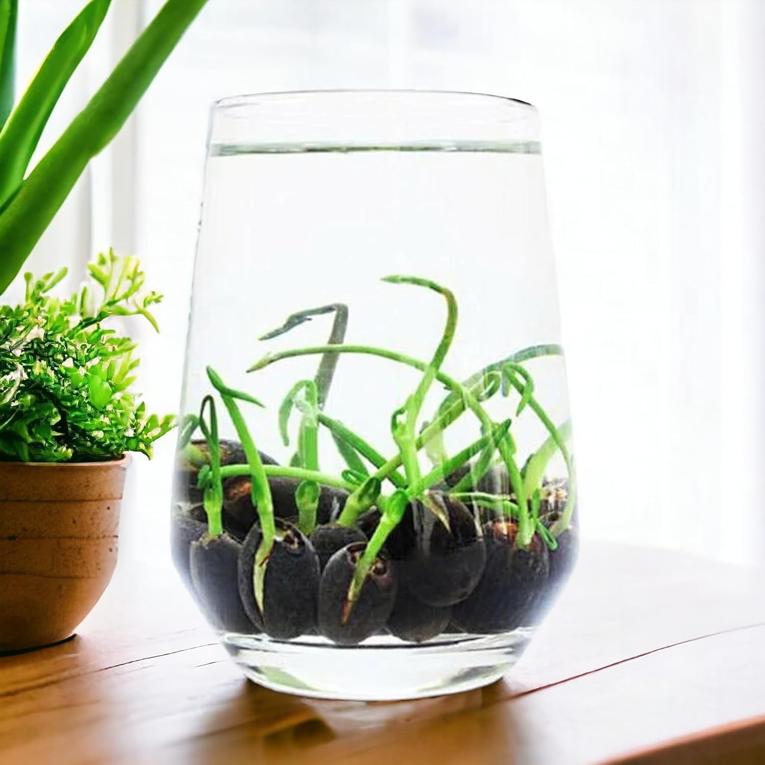 Beautiful Aquatic Lotus Seeds 12pcs – Grow Stunning Flowers Indoors or Outdoors