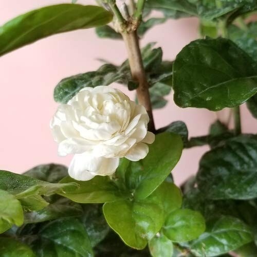 Grand Duke of Tuscany Jasmine~Jasminum Sambac~~SMALL Rooted STARTER Plant~