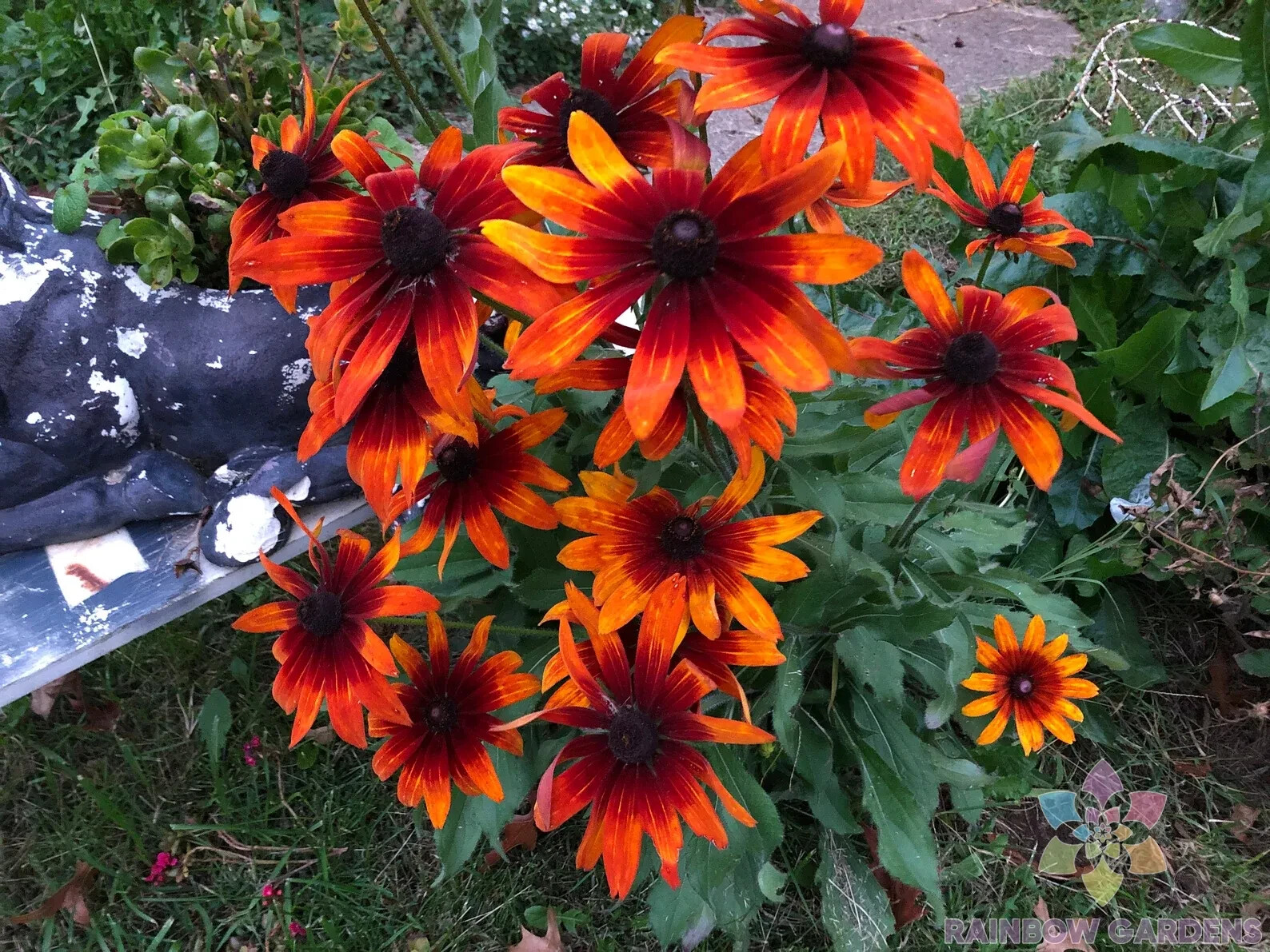 200+ Gypsy Chycks Rudbeckia Seeds for Garden Planting – USA – FREE SHIPPING!