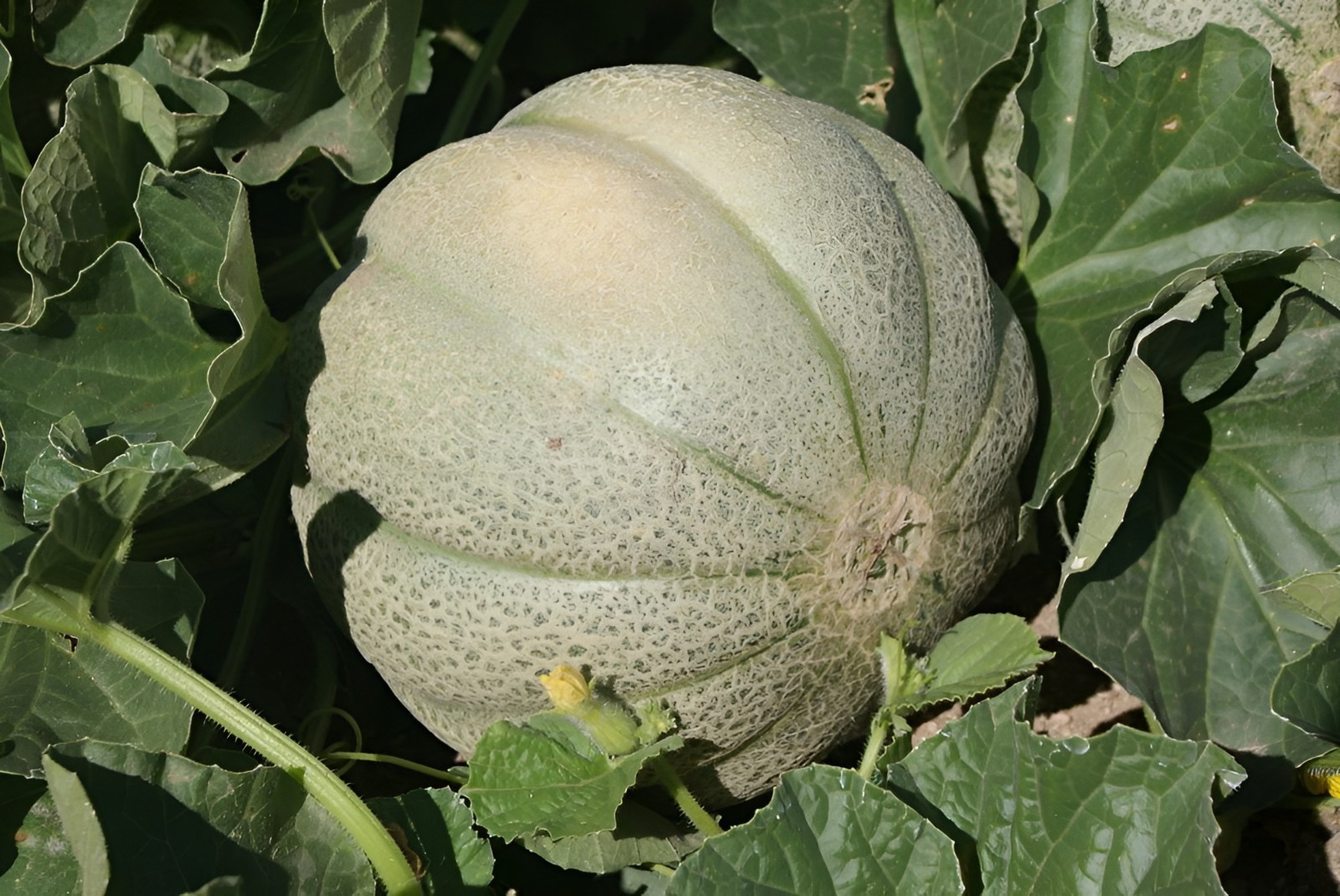 60 Heirloom “Hoodoo” Melon Seeds – American Classic Cantaloupe – Very Sweet