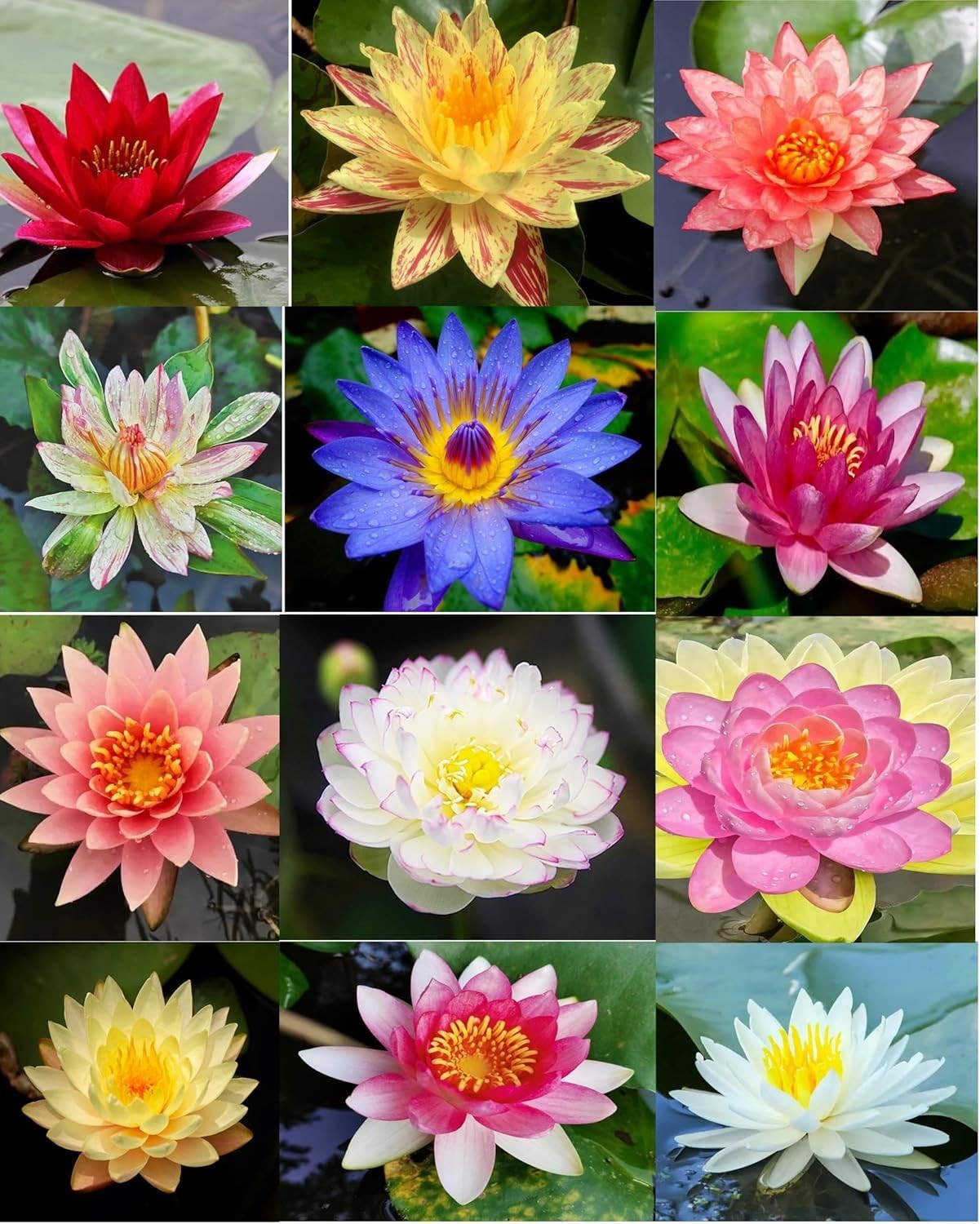 30 PCS Non-GMO Bowl Lotus Seeds – Vibrant Pink, Purple & Red Aquatic Flowers