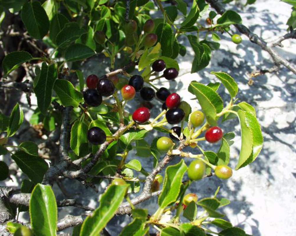 1-1000 PCS Prunus Mahaleb Cherry Tree Seeds White Flower Red Fruit Sweet 0142